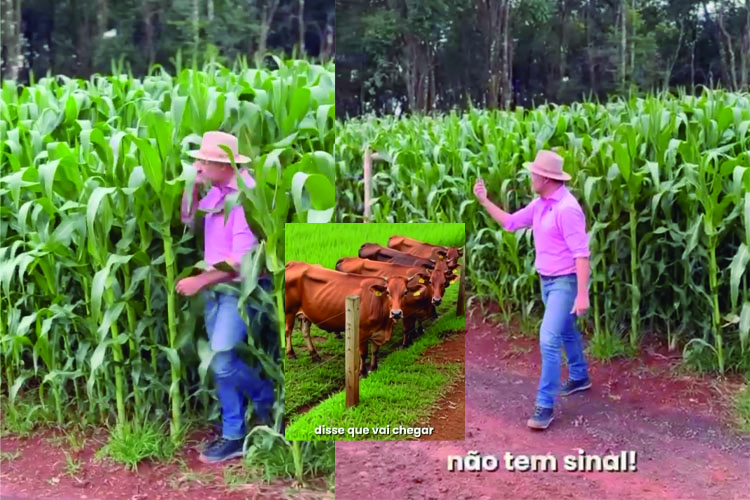 Marcelo Rangel e as vacas