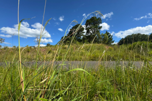 Castro reforça necessidade de conscientização para limpeza de terrenos baldios